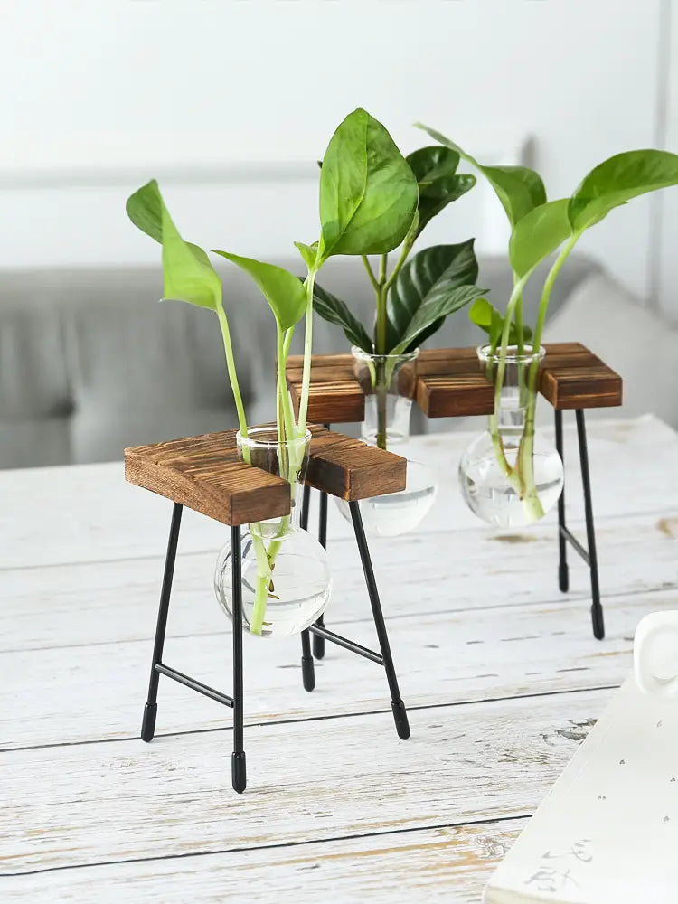Vase de propagation en verre