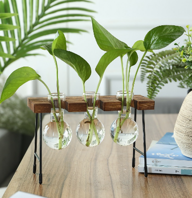 Glass Propagation Vase